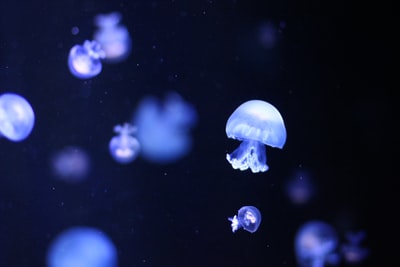 海底水母